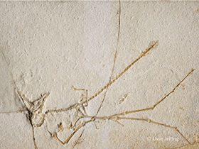 Rhamphorhynchus
longicaudus / Uwe Jelting. Creative Commons 4.0 International (CC BY 4.0) Rhamphorhynchus
longicaudus / Uwe Jelting. Creative Commons 4.0 International (CC BY 4.0)