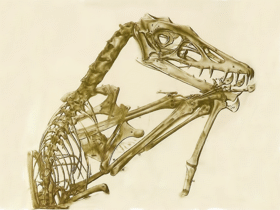 Fossil des Scaphognathus / Bild ist Public Domain Fossil des Scaphognathus / Bild ist Public Domain