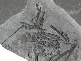 Fossil / Dalla Vecchia. Creative Commons 4.0 International (CC BY 4.0) Fossil / Dalla Vecchia. Creative Commons 4.0 International (CC BY 4.0)