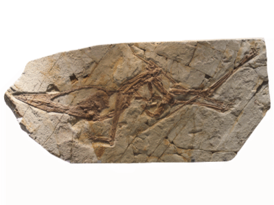 Fossil / © Gary Todd. CC0 1.0 Universal (CC0 1.0) Public Domain Dedication