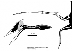 Shenzhoupterus / © Ville Sinkkonen. Verwendet mit freundlicher Genehmigung des Autors Shenzhoupterus / © Ville Sinkkonen. Verwendet mit freundlicher Genehmigung des Autors
