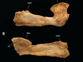 Humerus / Longrich et al. / Creative Commons 4.0 International (CC BY 4.0) Humerus / Longrich et al. / Creative Commons 4.0 International (CC BY 4.0)