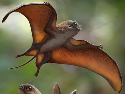 Sinomacrops © Zhao Chuang. Creative Commons 4.0 International (CC BY 4.0)