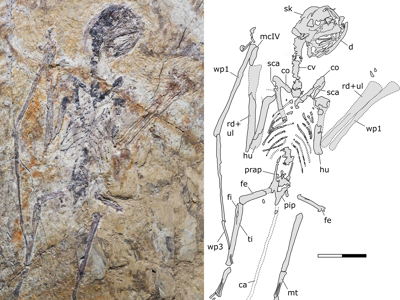 Fossil © Wei et al.  Creative Commons 4.0 International (CC BY 4.0)