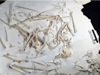 Fossil / © Hone et al. Fossil / © Hone et al.