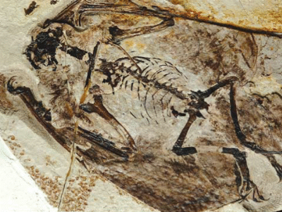 Fossil des Sordes / © 
Elgin et al.