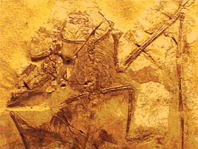 Fossil des Sordes / 
Elgin et al. Creative Commons 4.0 International (CC BY 4.0)