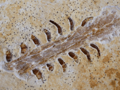 Holotyp / © Fernandes et al. Holotyp / © Fernandes et al.