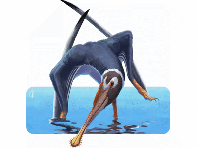 Spathagnathus / © Alessio Ciaffi Spathagnathus / © Alessio Ciaffi
