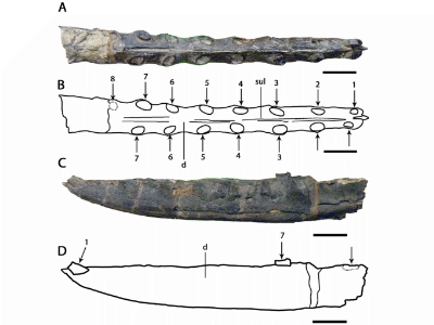 Holotyp / © Rodrigues et al. Holotyp / © Rodrigues et al.