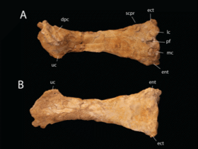 Oberarm des Tethydraco / Longrich et al. Creative Commons 4.0 International (CC BY 4.0) Oberarm des Tethydraco / Longrich et al. Creative Commons 4.0 International (CC BY 4.0)