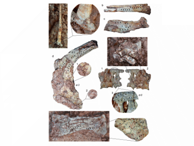 Fossilien / © Ortiz-David et al.