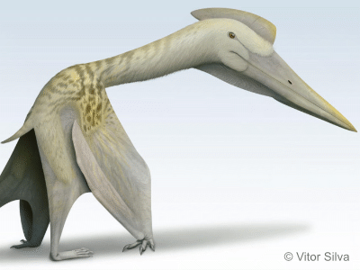 Thanatosdrakon / © Vitor Silva. Verwendet mit freundlicher Genehmigung des Autors Thanatosdrakon / © Vitor Silva. Verwendet mit freundlicher Genehmigung des Autors