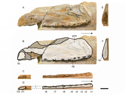 Kieferelement / © Richards et al. Kieferelement / © Richards et al.