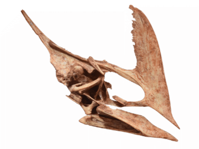 Schädel des Torukjara / © Canejo et al. Schädel des Torukjara / © Canejo et al.