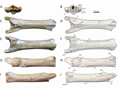 Holotyp / © Pêgas et al. Holotyp / © Pêgas et al.