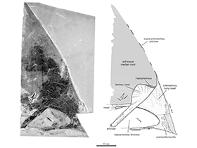 Fossil des Tupandactylus / Pinheiro et al. Creative Commons 4.0 International (CC BY 4.0) Fossil des Tupandactylus / Pinheiro et al. Creative Commons 4.0 International (CC BY 4.0)