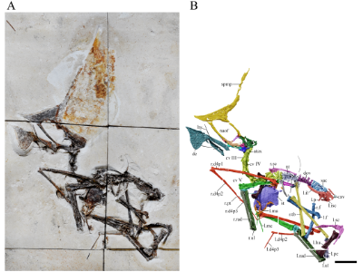 Fossil des Tupandactylus / © Beccari et al.