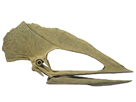 Schädel des Tupuxuara / Dinodata.de. Creative Commons 4.0 International (CC BY 4.0) Schädel des Tupuxuara / Dinodata.de. Creative Commons 4.0 International (CC BY 4.0)