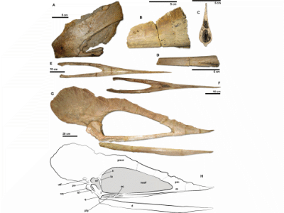 Schädel des Tupuxuara / © Pinheiro et al.