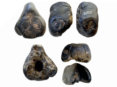 Holotyp / © Borja Holgado