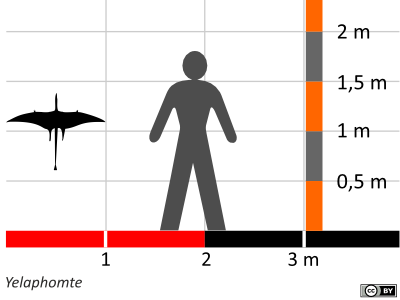Größenvergleich / Dinodata.de. Creative Commons 4.0 International (CC BY 4.0)