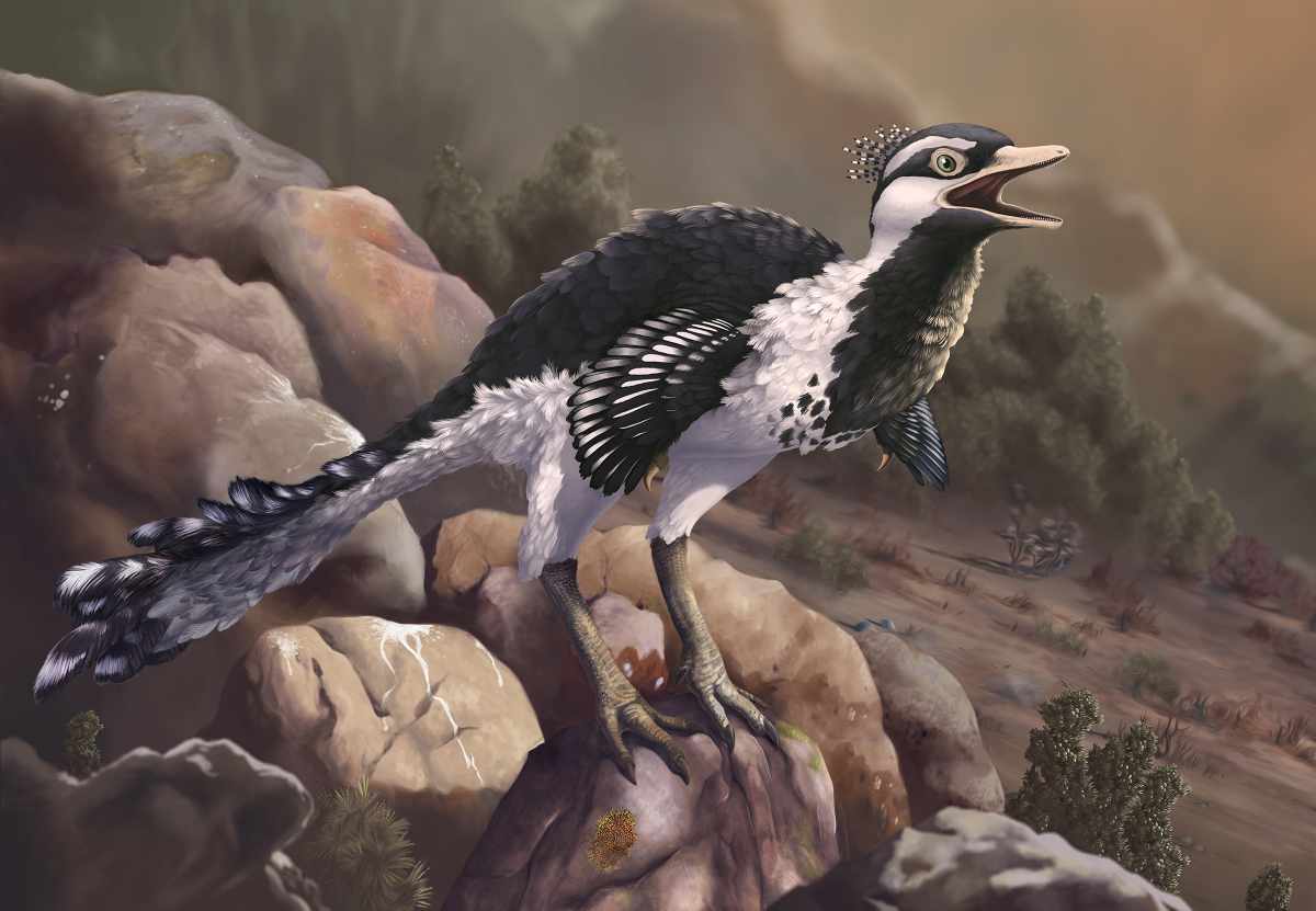 Shuvuuia / © Emily Willoughby