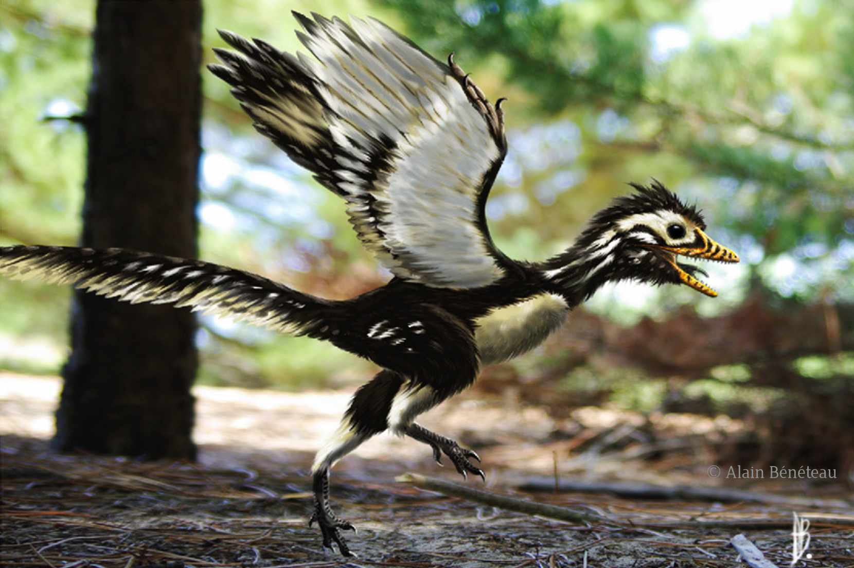 Archaeopteryx / © Alain Bénéteau