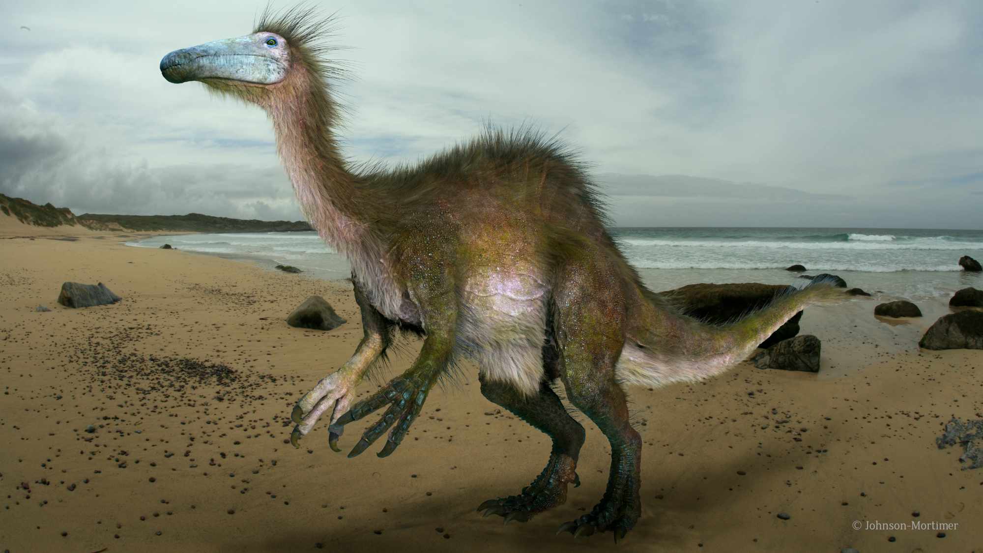 Deinocheirus / © Johnson-Mortimer