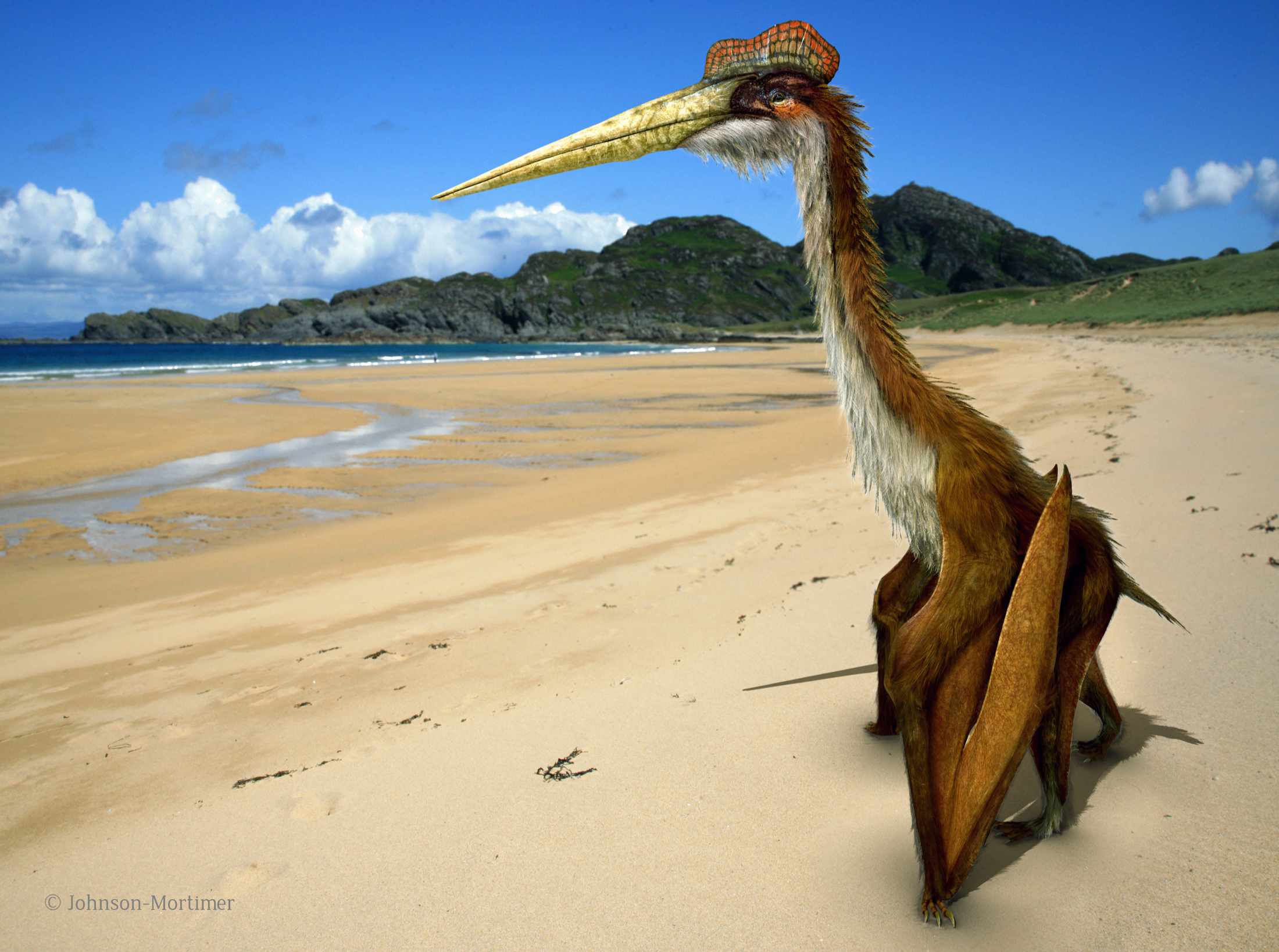 Quetzalcoatlus / © Johnson Mortimer Quetzalcoatlus / © Johnson Mortimer