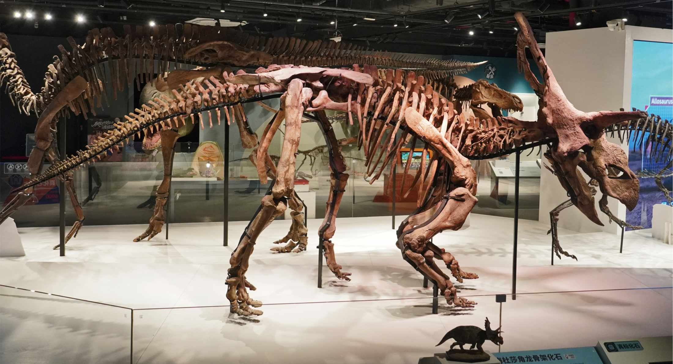 Medusaceratops-Skelett / Bild ist gemeinfrei