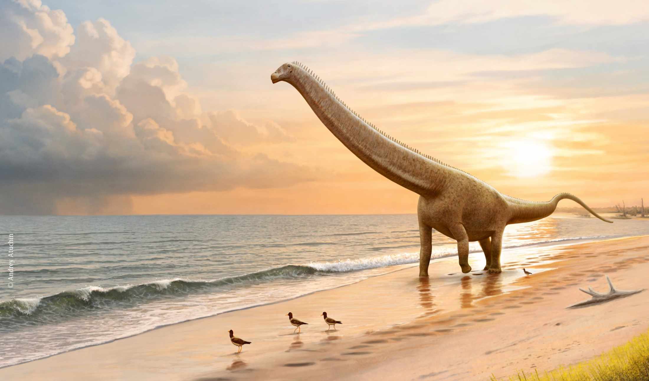 Phosphatotitan / © Andrey Atuchin Phosphatotitan / © Andrey Atuchin