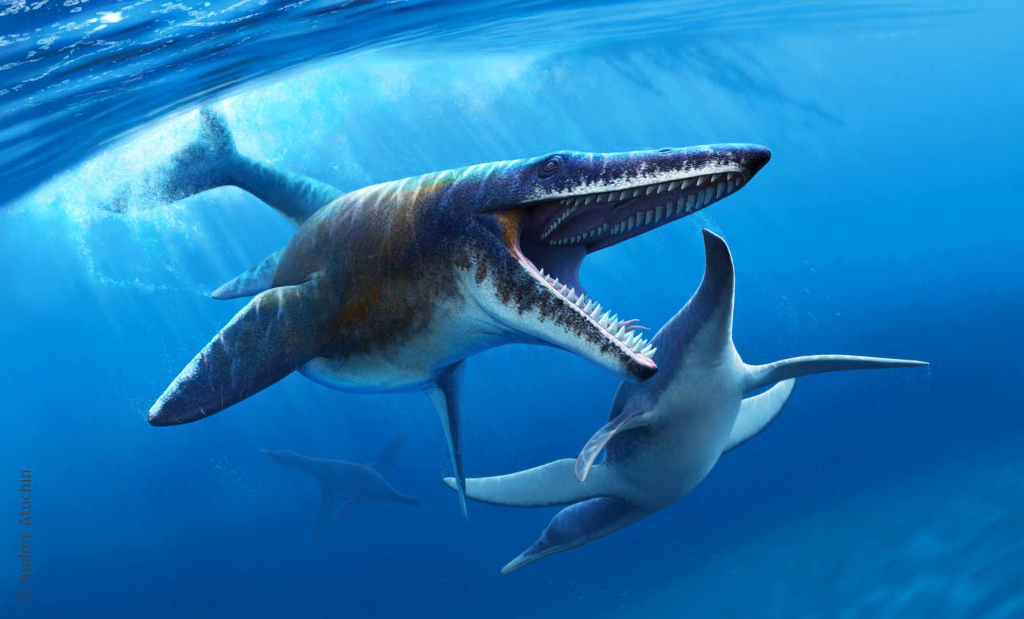 Tylosaurus / © Andrey Atuchin Tylosaurus / © Andrey Atuchin