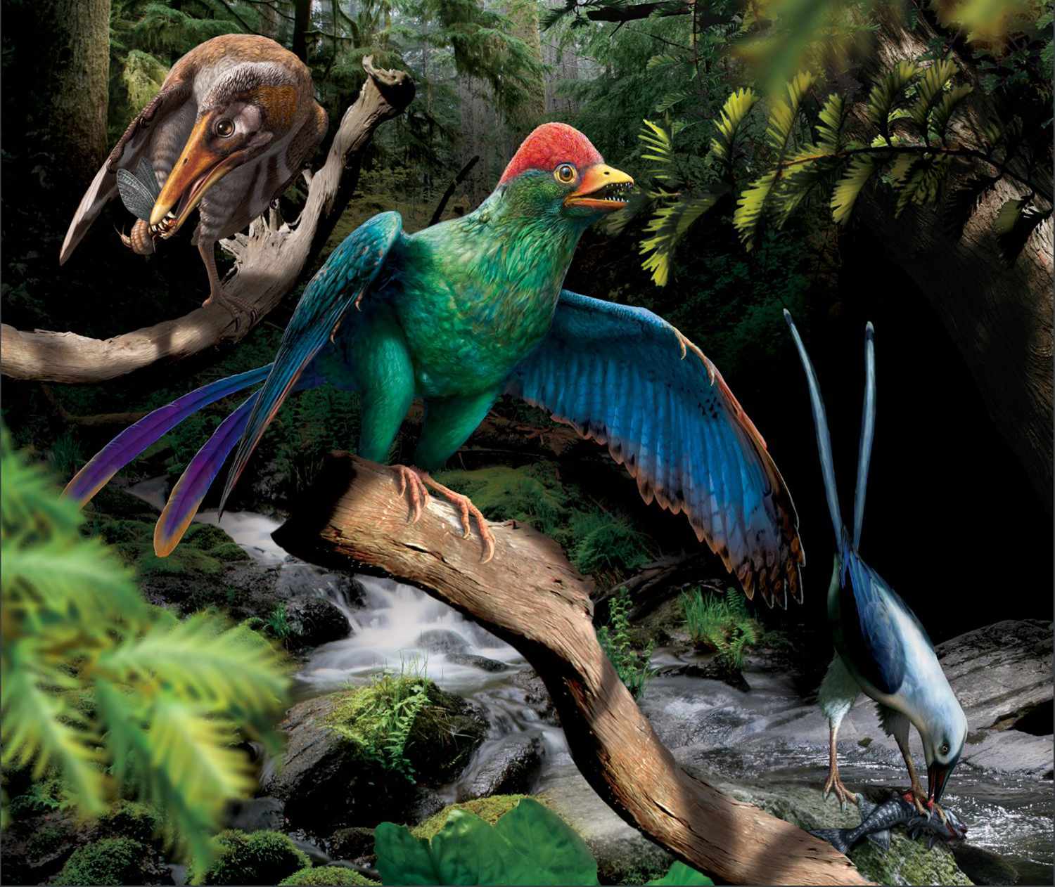 Longipteryx (links), Bohaiornis (Mitte) und Pengornis (rechts) / © Miller et al. 