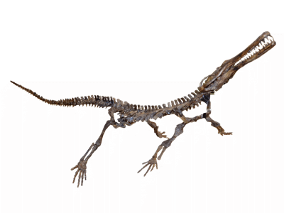 Skelett des Champsosaurus / © Larry Koester