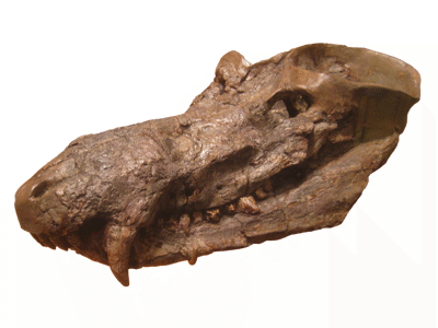 Schädel des Cynognathus / Bild ist gemeinfrei (Public Domain)