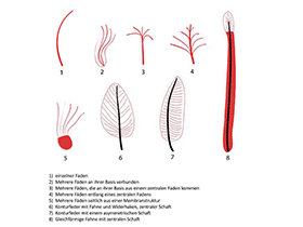 Evolution der Federn / © Matt Martyniuk, 
bearbeitet durch Dinodata.de. Creative Commons 3.0 Unported (CC BY-SA 3.0) 