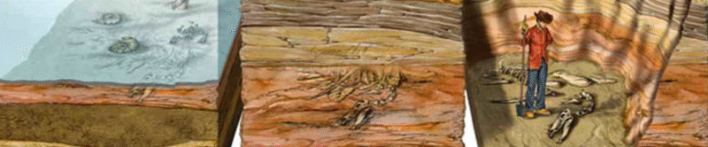 Prozess der Fossilisation / © Davide Bonadonna. Verwendet mit freundlicher Genehmigung des Autors