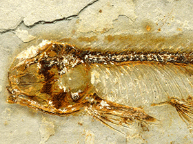 Lycoptera / James St. John. Creative Commons 2.0 Generic (CC BY 2.0)