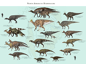 Nordamerikanische Hadrosaurier / © James Kuether. Verwendet mit freundlicher Genehmigung des Autors. Nordamerikanische Hadrosaurier / © James Kuether. Verwendet mit freundlicher Genehmigung des Autors.