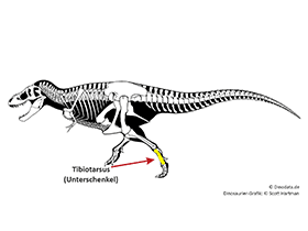 Tibiotarsus / © Scott Hartman, Dinodata.de