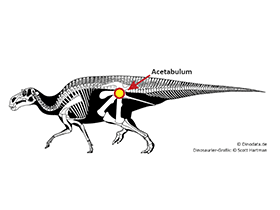 Das Acetabulum / © Dinodata.de / Scott Hartman