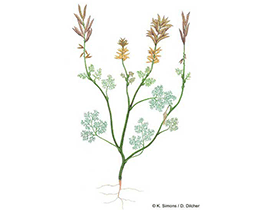 Archaefructus sinesis / © K. Simons, D. Dilcher Archaefructus sinesis / © K. Simons, D. Dilcher. Verwendet mit freundlicher Genehmigung des Autoren