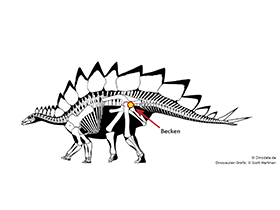 Das Becken / © Scott Hartman, Dinodata.de