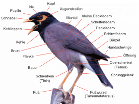 Morphologie der Vögel / Dinodata.de. Creative Commons 4.0 International (CC BY 4.0) Morphologie der Vögel / Dinodata.de. Creative Commons 4.0 International (CC BY 4.0)
