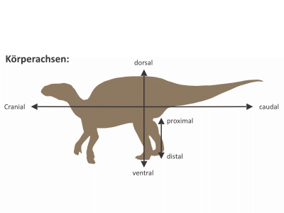 Körperachsen / Dinodata.de. Creative Commons 4.0 International (CC BY-SA 4.0)