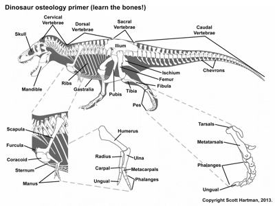 Namen der Knochen /&copy; Scott Hartman. Verwendet mit freundlicher Genehmigung des Autors.