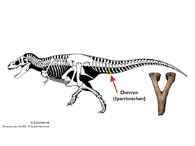 Chevron / © Scott Hartman, Dinodata.de