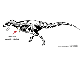 Clavicula / © Scott Hartman, Dinodata.de