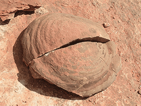 Koprolith / © Robert. Creative Commons NonCommercial-ShareAlike 2.0 Generic (CC BY-NC-SA 2.0)